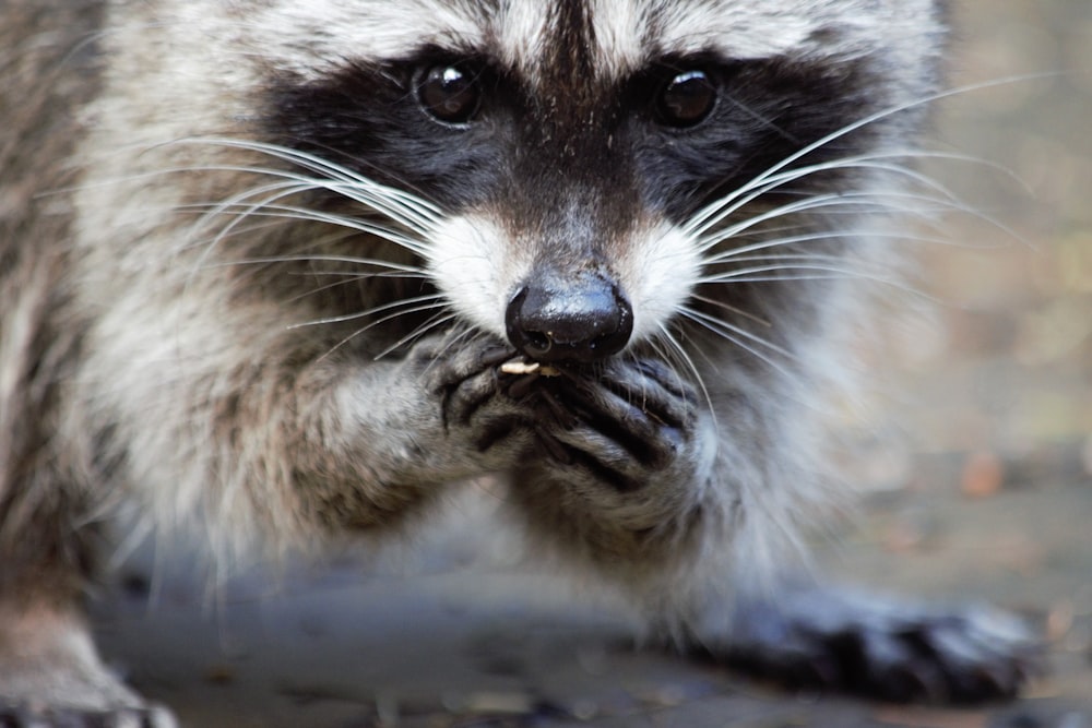 a raccoon is looking at the camera while standing on the ground