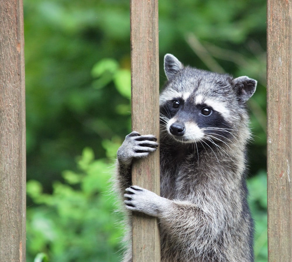 a raccoon standing up against a wooden fence