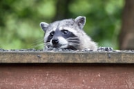 A raccoon peeks over the edge of a wooden structure, its eyes wide and curious. The background is blurred greenery, highlighting the raccoon's distinct facial mask and grey fur.