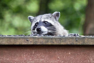 A raccoon peeks over the edge of a wooden structure, its eyes wide and curious. The background is blurred greenery, highlighting the raccoon's distinct facial mask and grey fur.