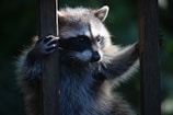 Technician safely removing a raccoon from a residential attic in Toronto.