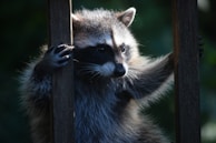 A raccoon is gripping two vertical wooden slats, with its face peering through them. It is illuminated by natural light against a dark, blurred background, highlighting its distinct facial markings and fluffy fur.