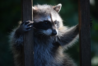 A raccoon is gripping two vertical wooden slats, with its face peering through them. It is illuminated by natural light against a dark, blurred background, highlighting its distinct facial markings and fluffy fur.