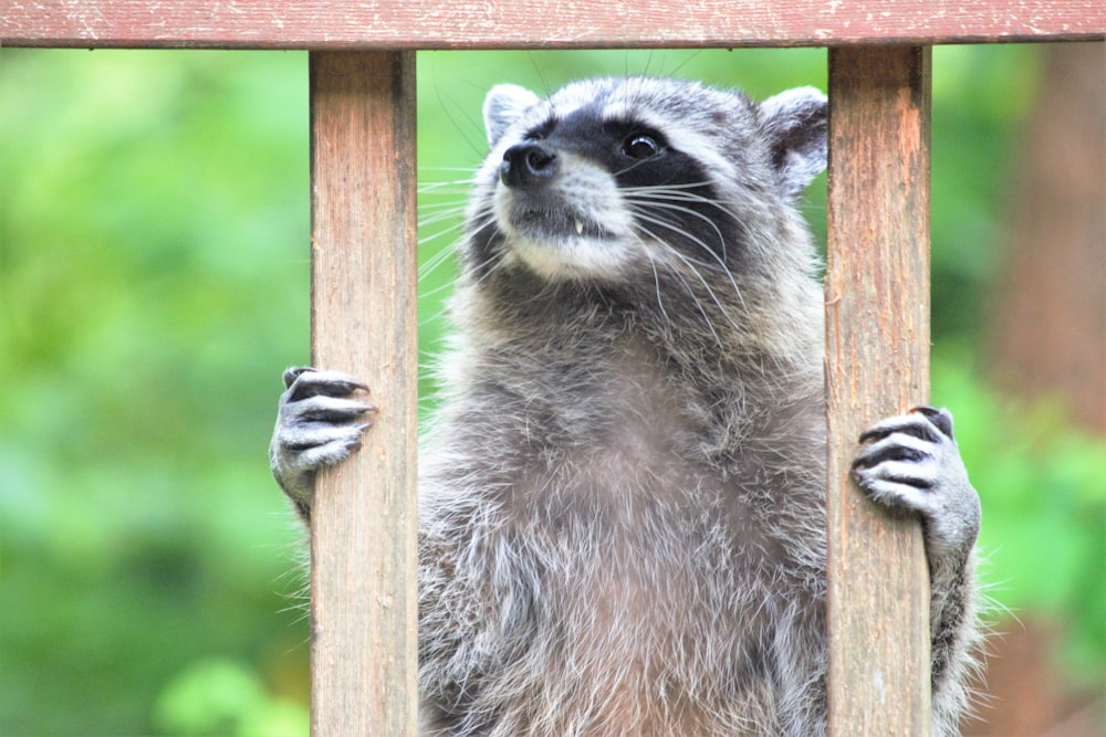 a raccoon looking out from behind a wooden fence