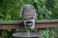 A raccoon is perched on a wooden railing, reaching down to grab food from a metal tray. The background is lush with green foliage, suggesting a natural, outdoor setting.
