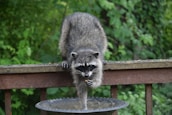 A raccoon is perched on a wooden railing, reaching down to grab food from a metal tray. The background is lush with green foliage, suggesting a natural, outdoor setting.