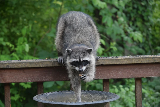 A young raccoon being fed and cared for in a naturalistic recovery habitat surrounded by greenery.