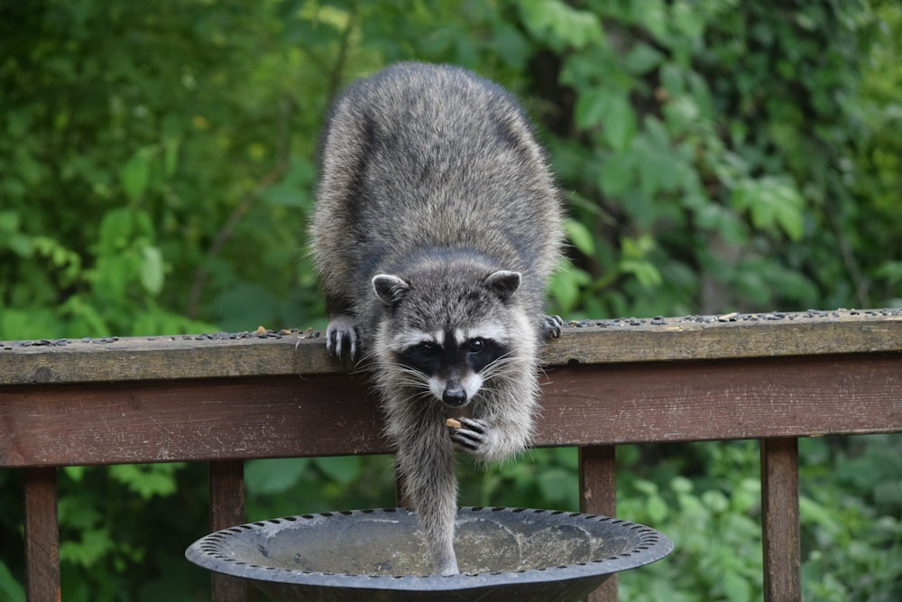 a raccoon standing on top of a metal bowl