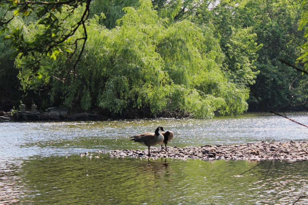 a couple of birds standing on top of a river