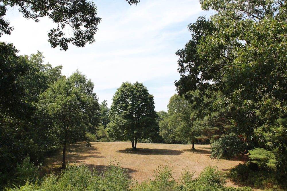 a grassy field surrounded by trees and bushes