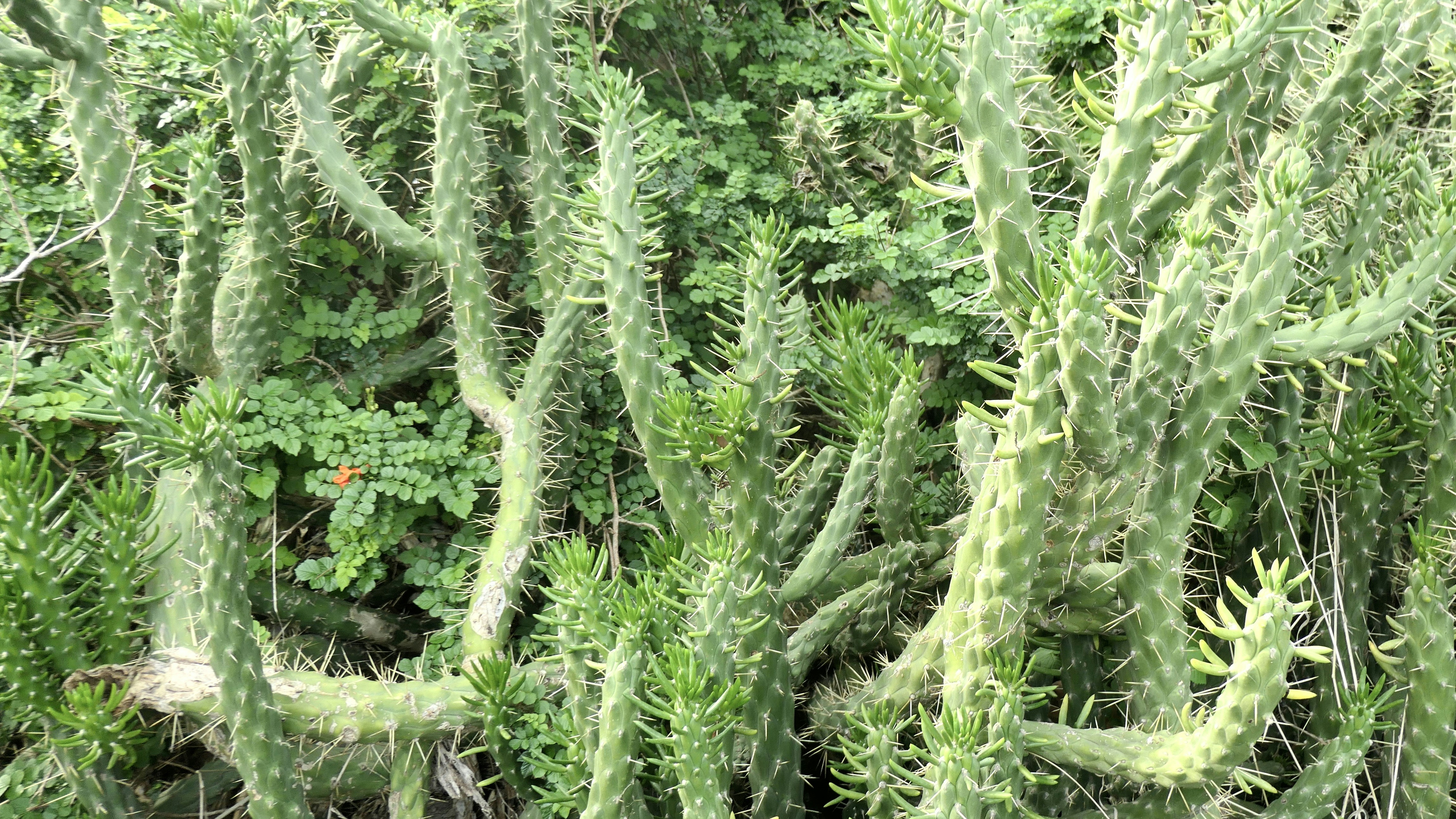a bunch of green plants that are in the grass