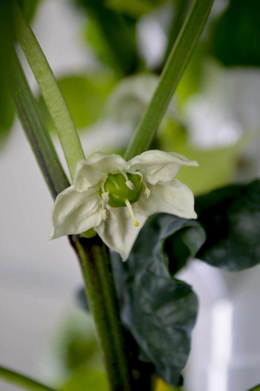 a close up of a white flower with green leaves