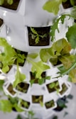 a close up of a plant growing in a container