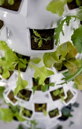 a close up of a plant growing in a container