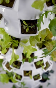 a close up of a plant growing in a container