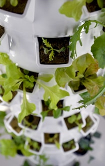 a close up of a plant growing in a container