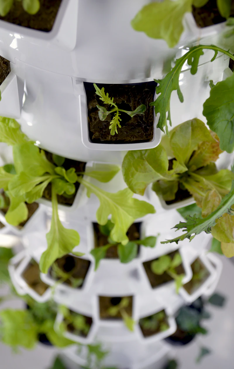 Salad greens growing in a vertical hydroponic tower garden