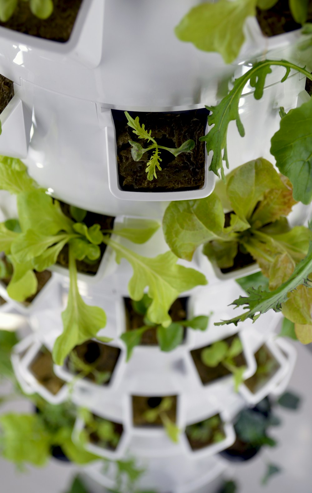 a close up of a plant growing in a container