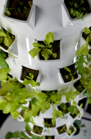 A white hydroponic tower with leafy plants growing inside, similar to the hydroponics labs used in CCSD schools