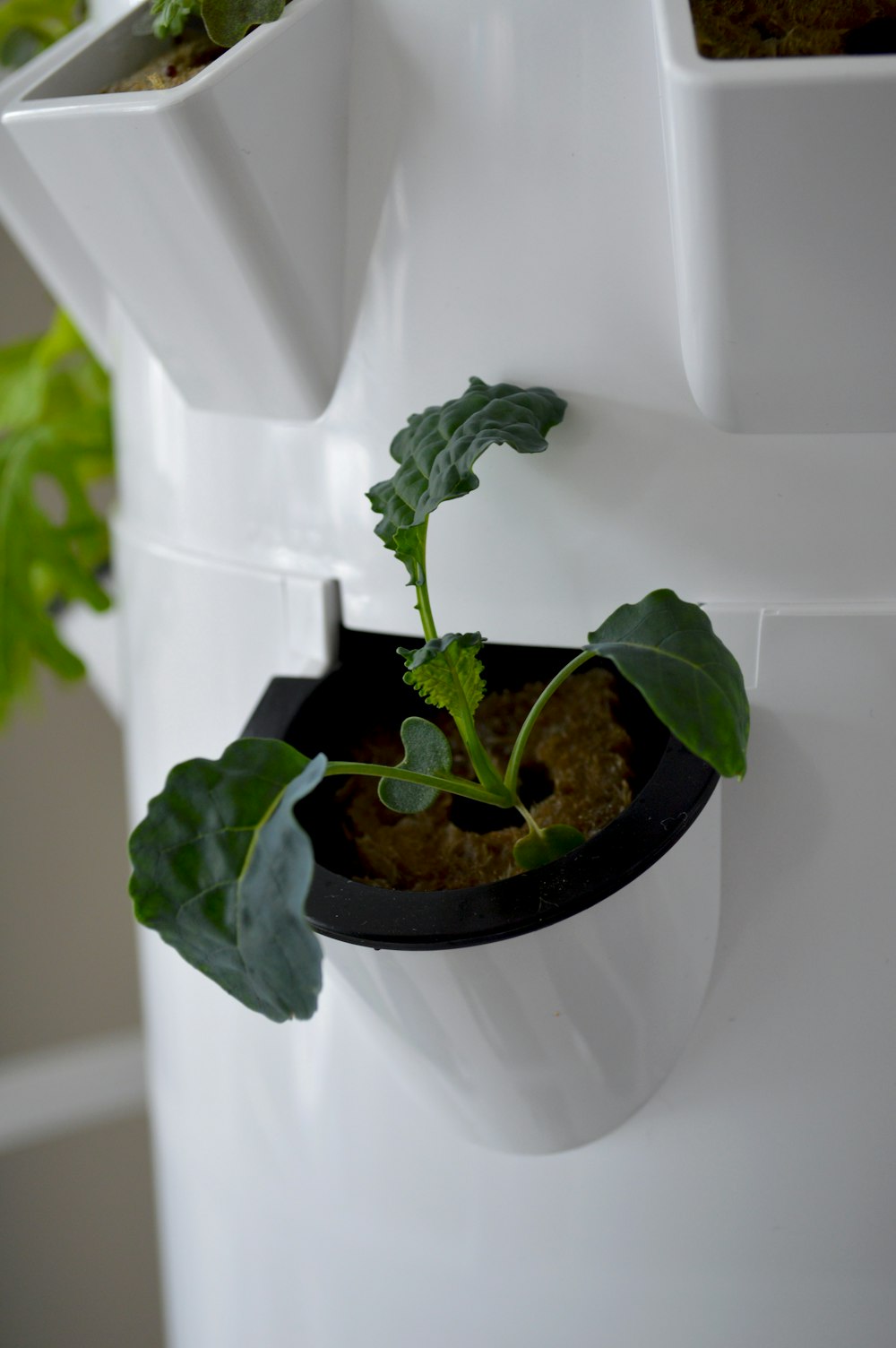 a plant is growing out of a white container