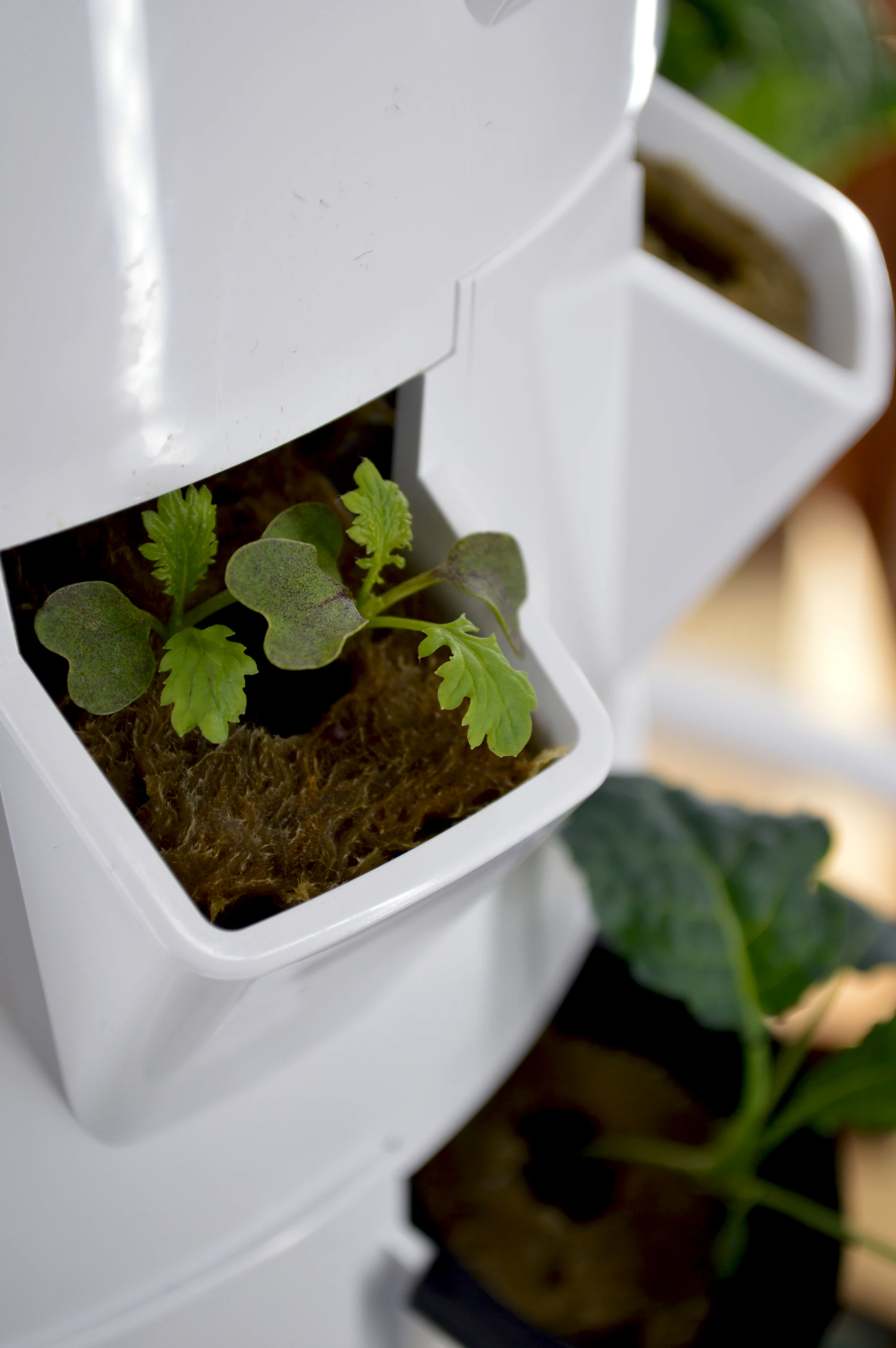 A seedling with its first true leaves growing from a starter plug in a white tower port