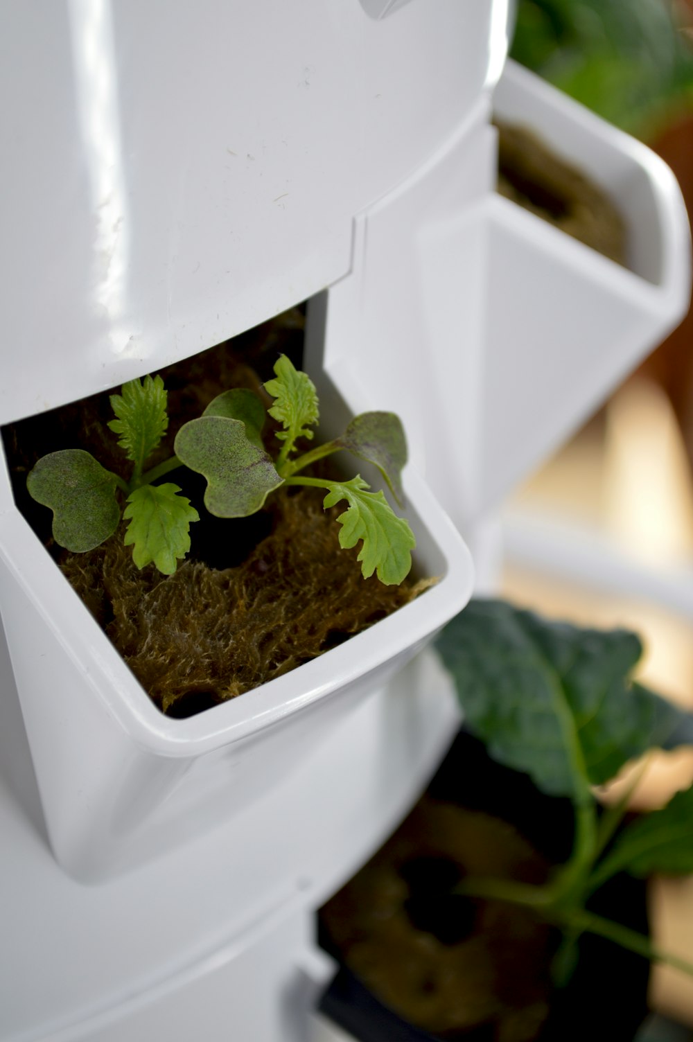 a close up of a small plant in a white container