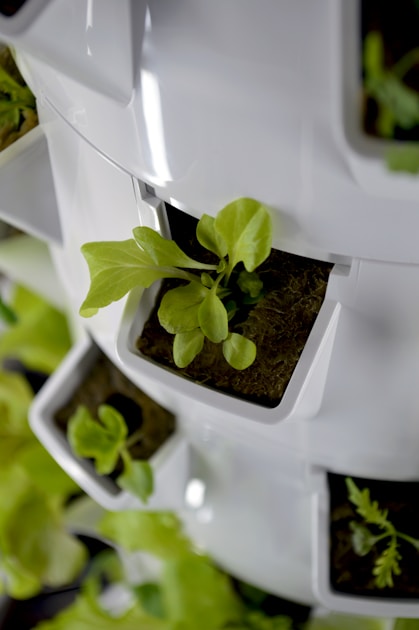 Container gardening pots and soil — step-by-step visual example