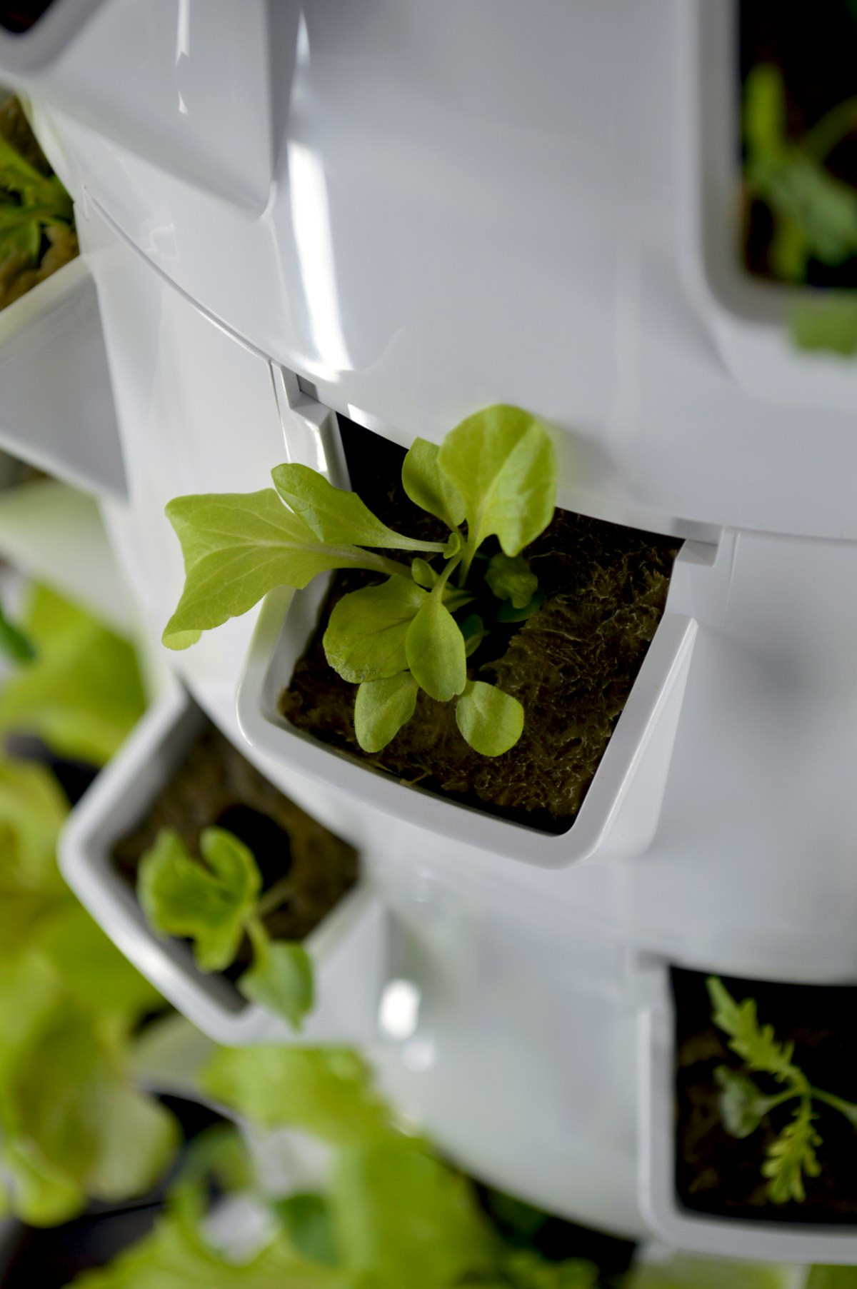 Close-up of a white vertical hydroponic tower with lettuce and greens growing from its pods