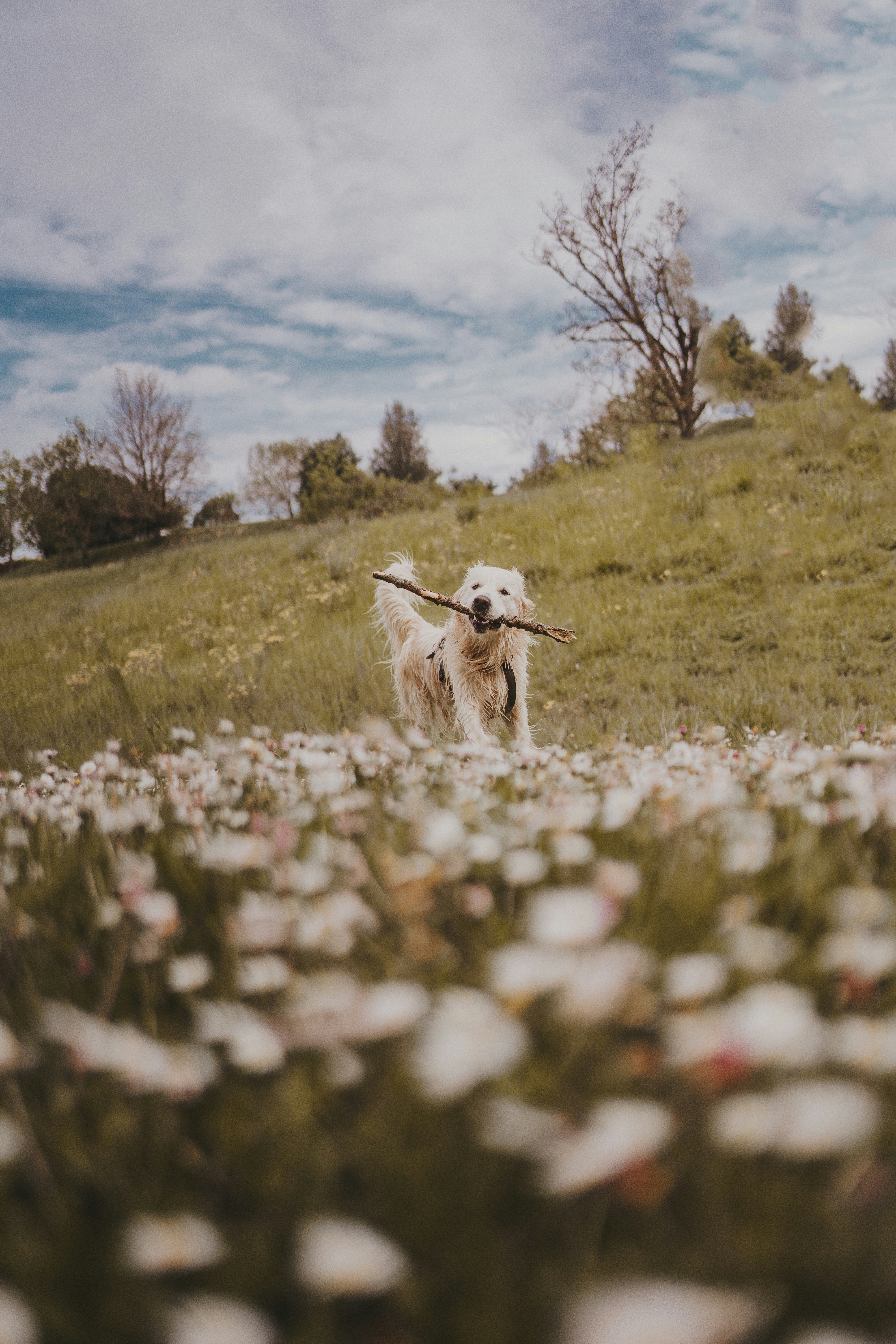 Woman using clicker to train a happy Golden Retriever