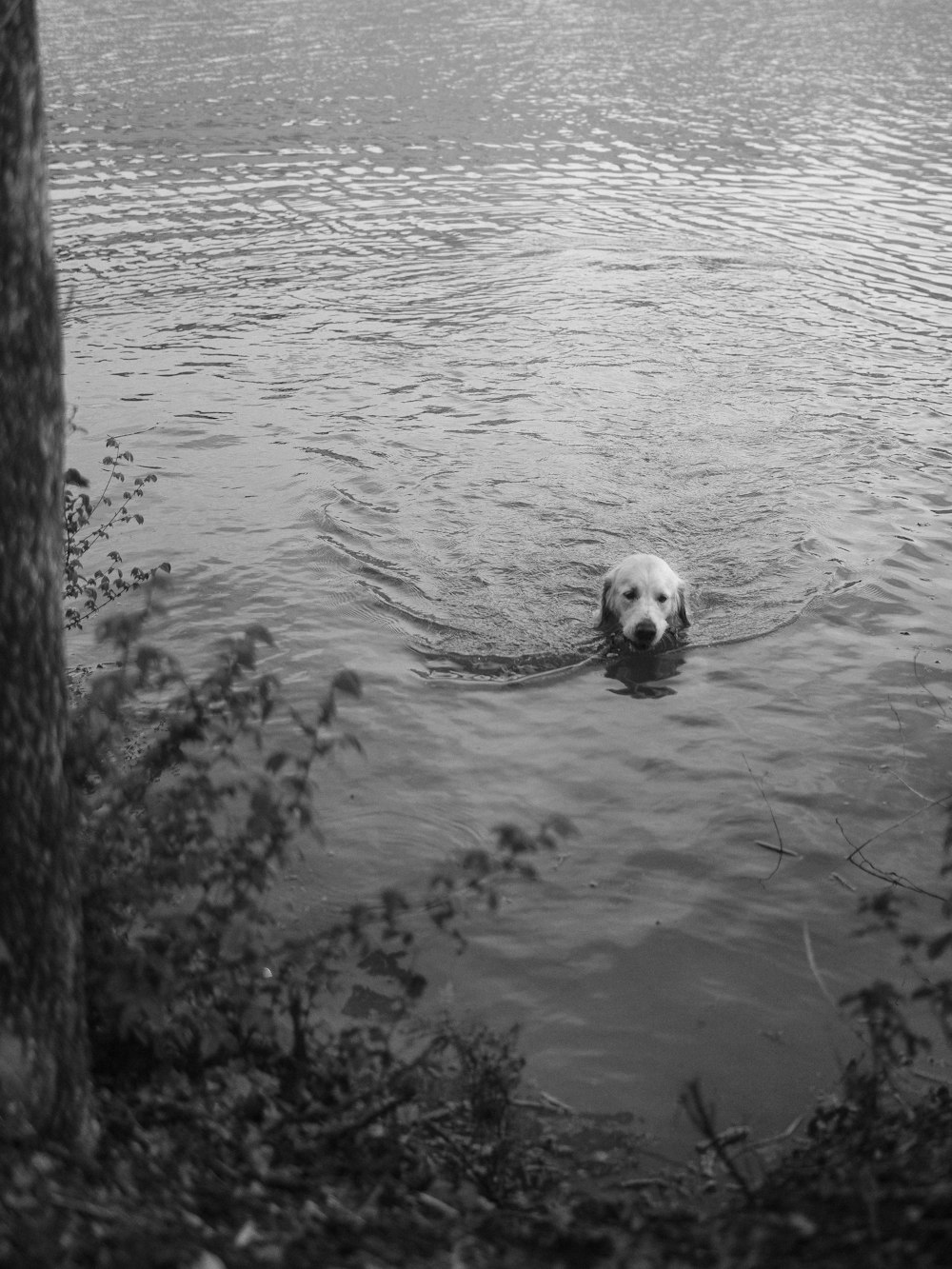 a black and white photo of a dog in the water