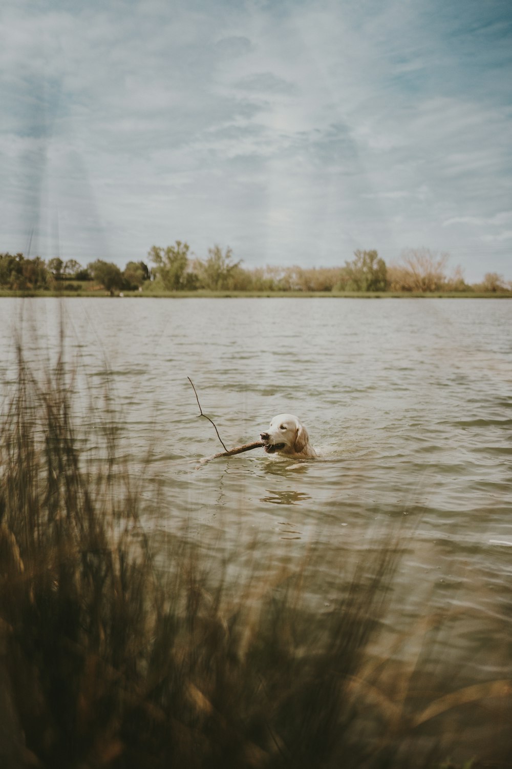 a dog swimming in a lake with a stick in it's mouth