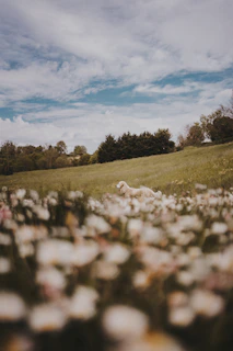 A golden retriever joyfully running through a field of wildflowers under a clear blue sky.