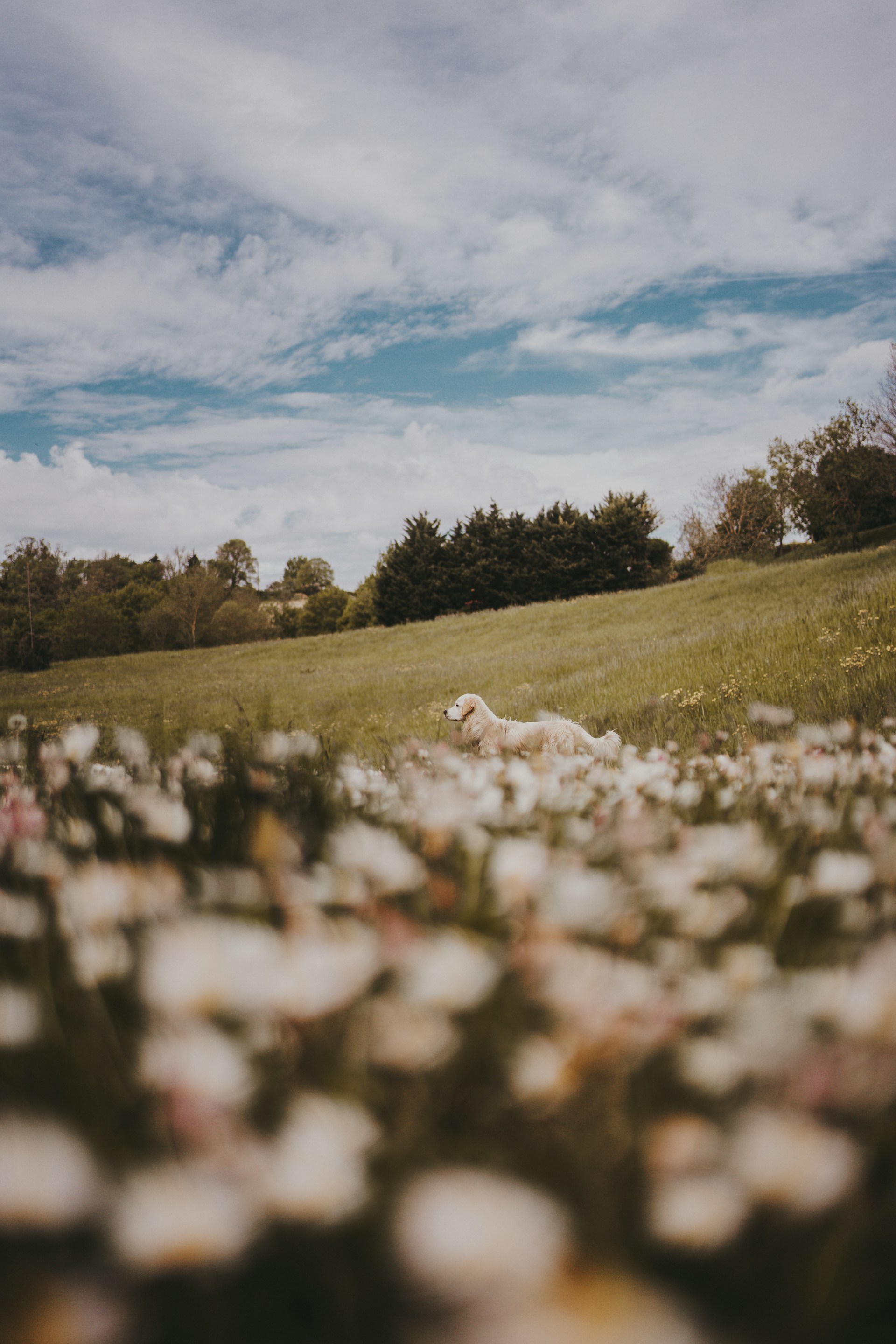 A golden retriever happily running through a field of wildflowers.