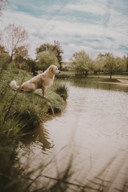 a dog sitting on the lake