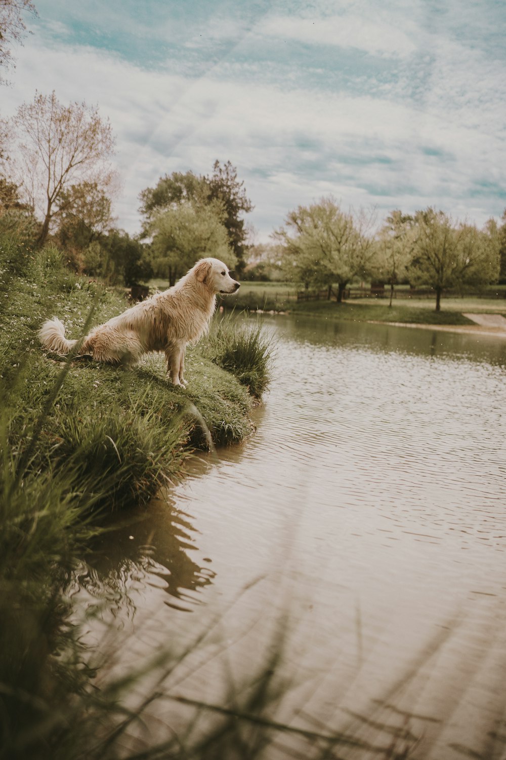 a dog sitting on the bank of a river