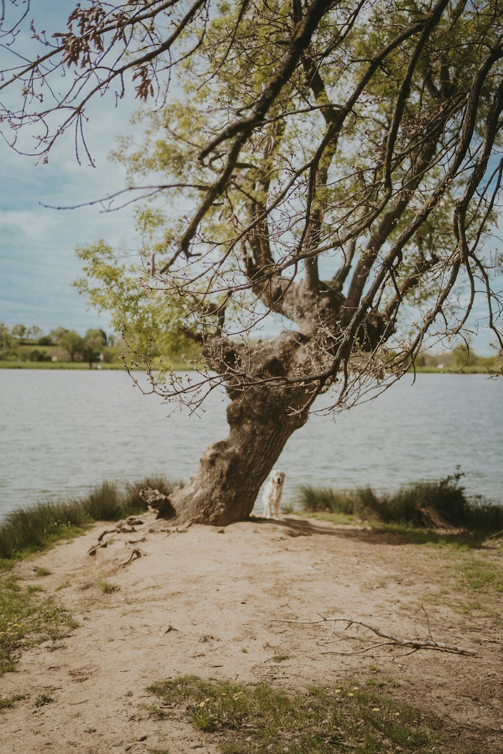 ein Baum, der sich neben einem Gewässer befindet