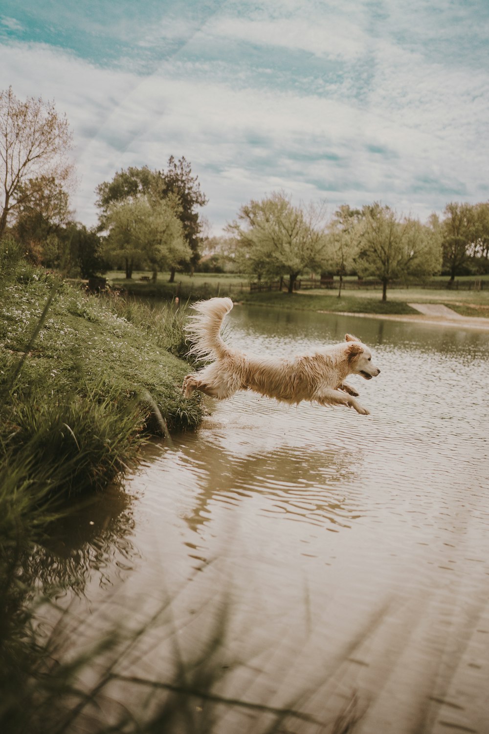 a dog jumping into a body of water