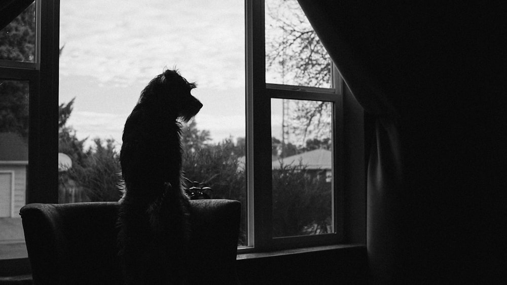 a black and white photo of a cat looking out a window