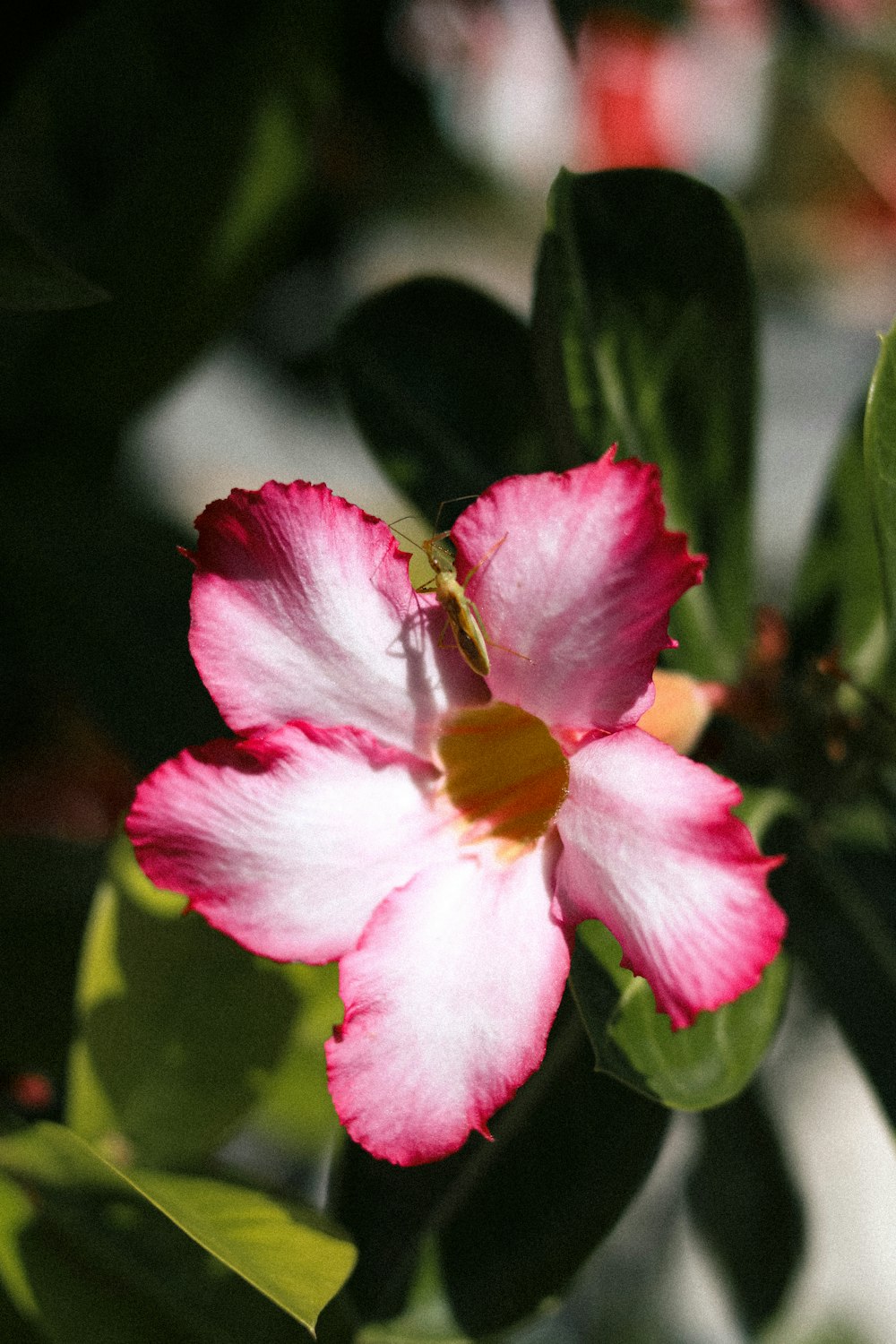 a pink and white flower with green leaves