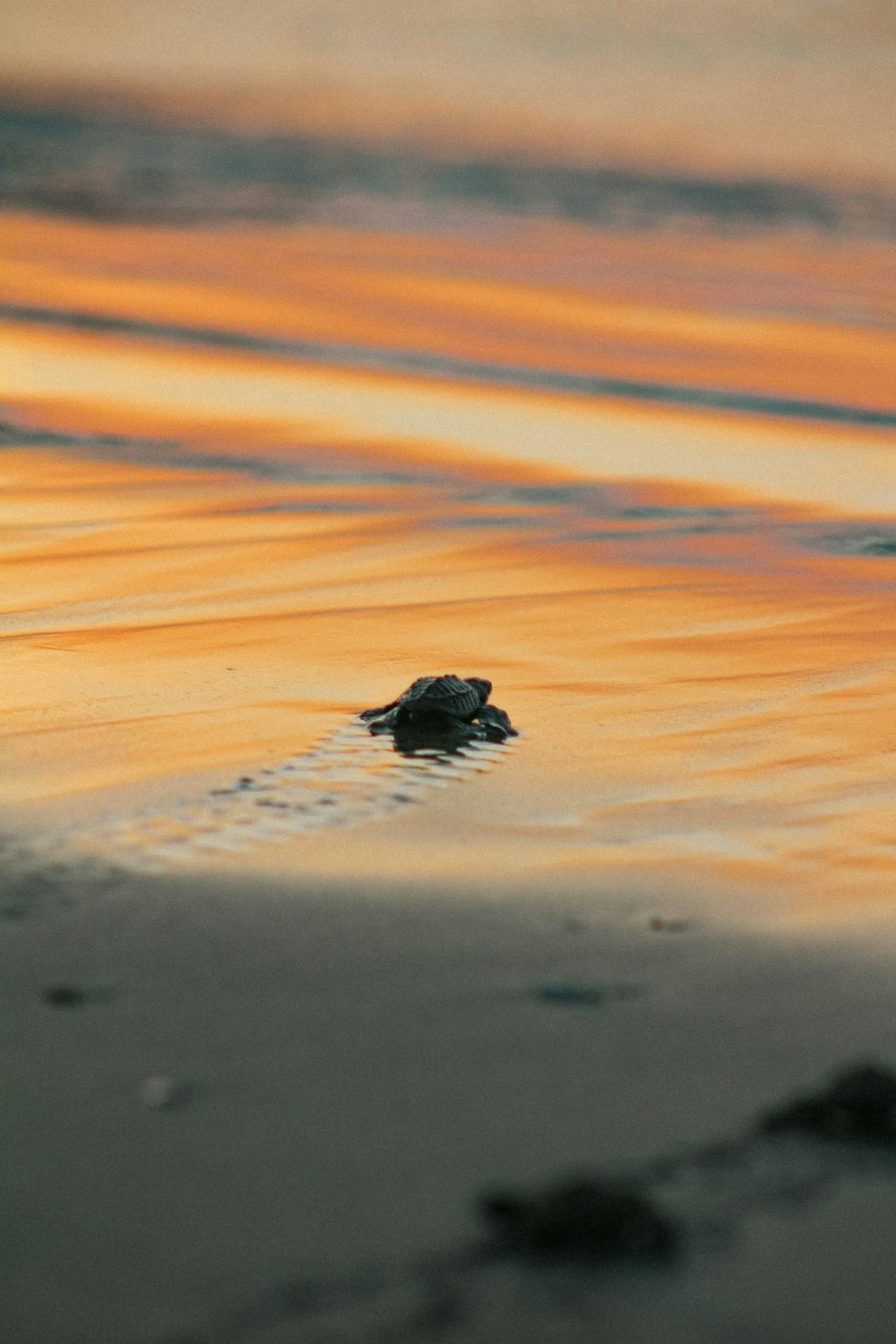 a small turtle swimming in the water at sunset