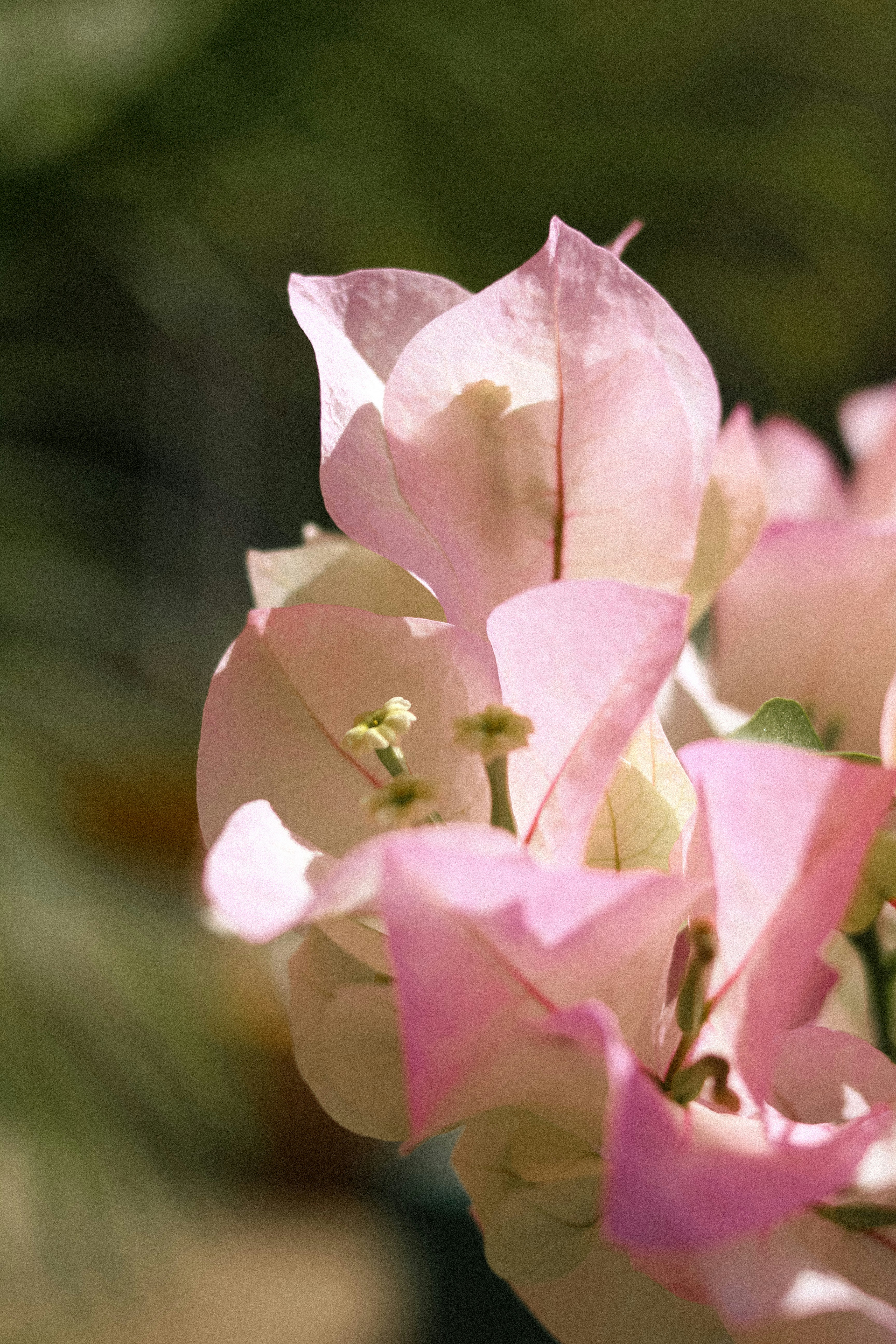 um close up de flores cor-de-rosa em um vaso