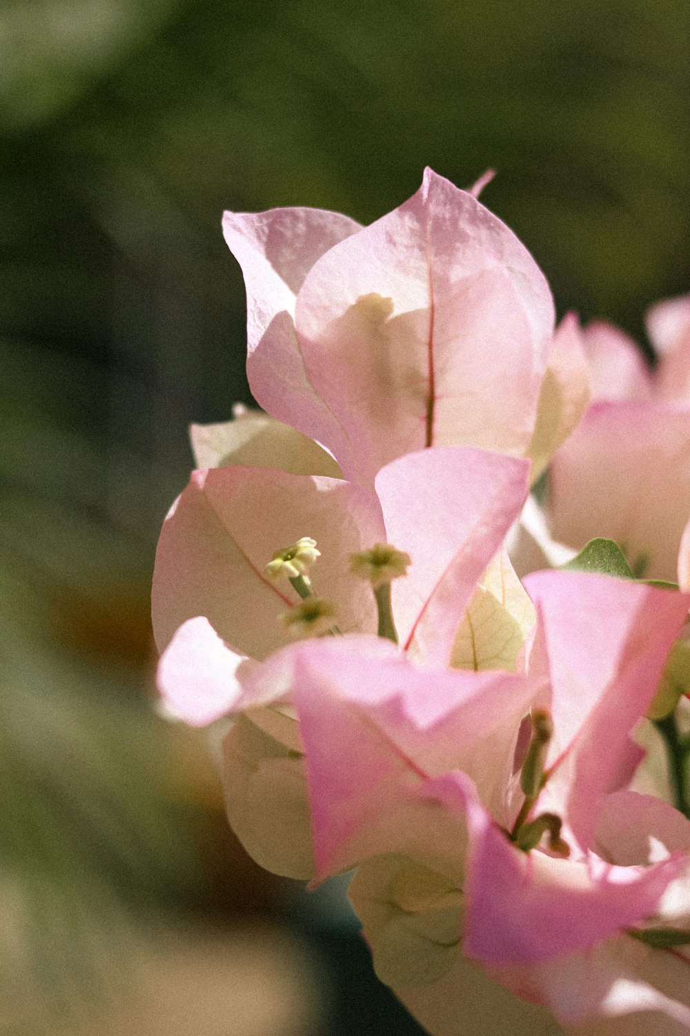 a close up of pink flowers in a vase