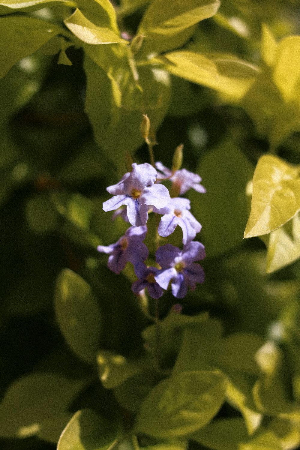 a purple flower with green leaves in the background