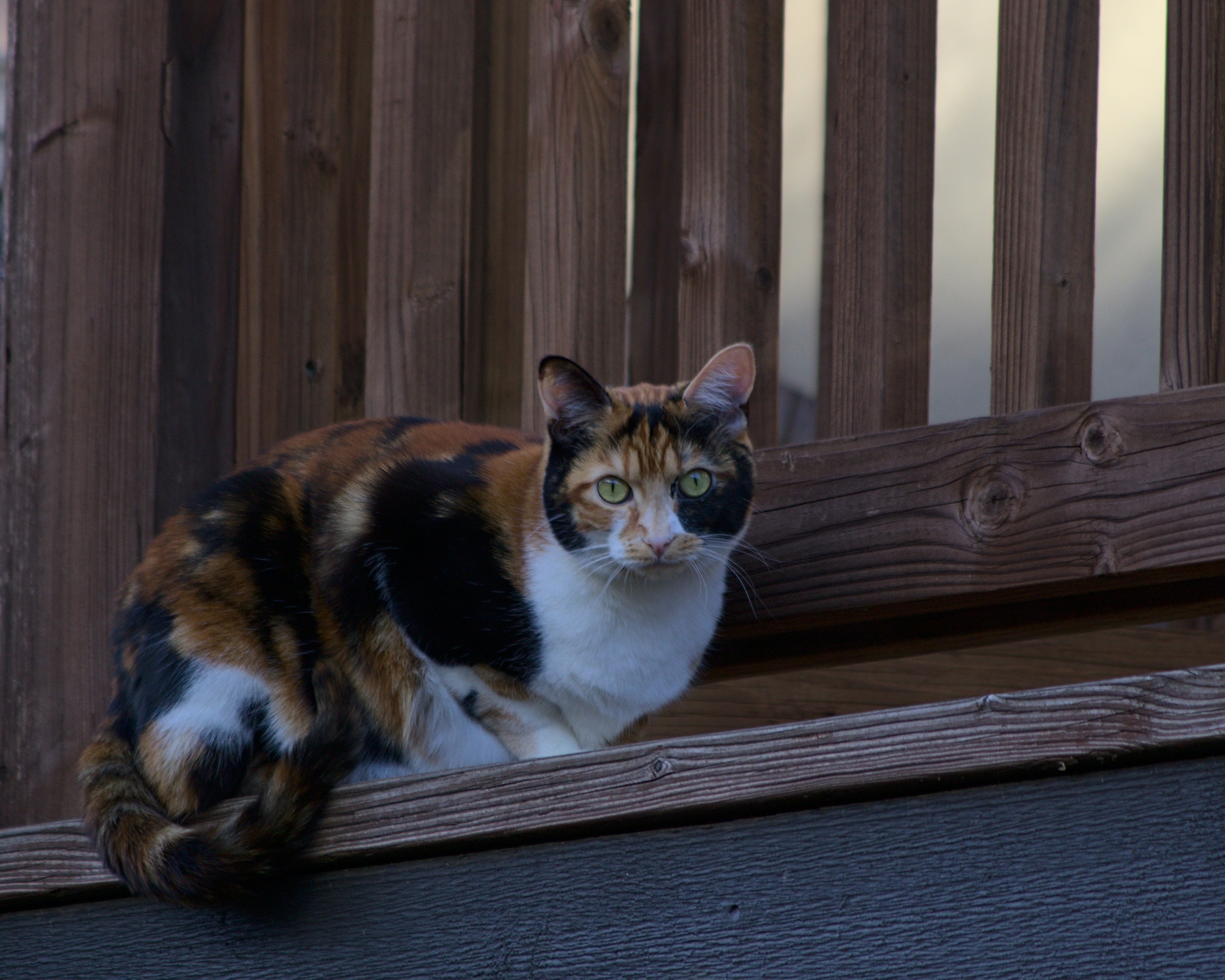 High Perches and Safe Vantage Points (image credits: unsplash)
