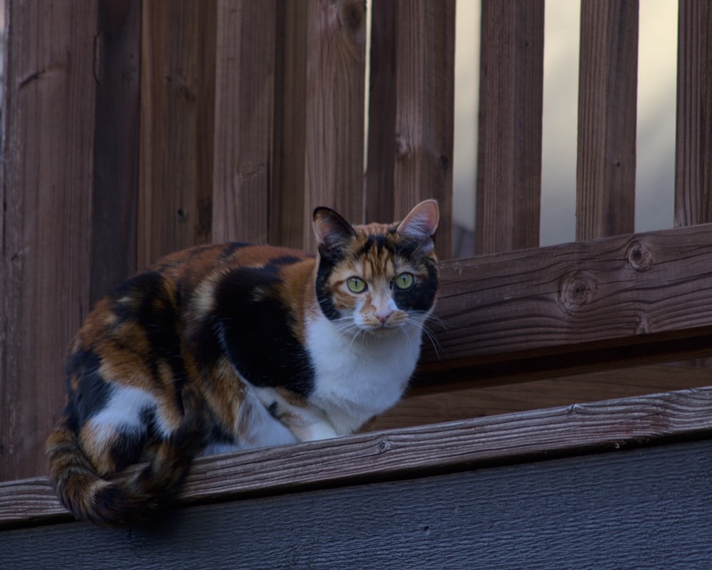 a calico cat sitting on a wooden ledge