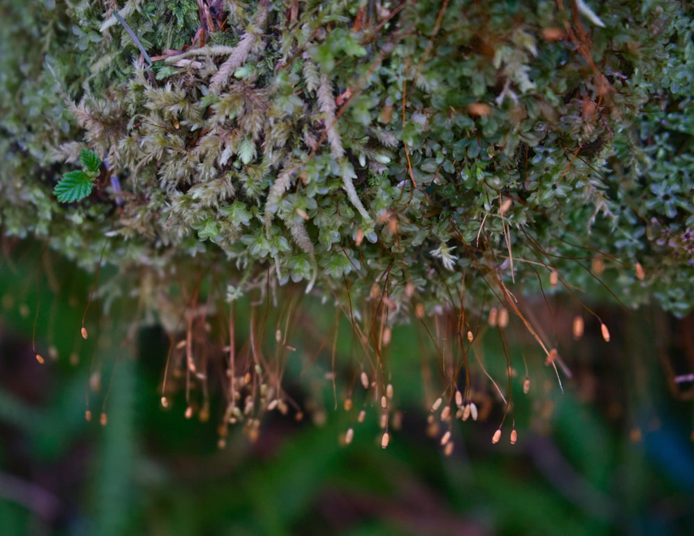 a close up of a green mossy plant