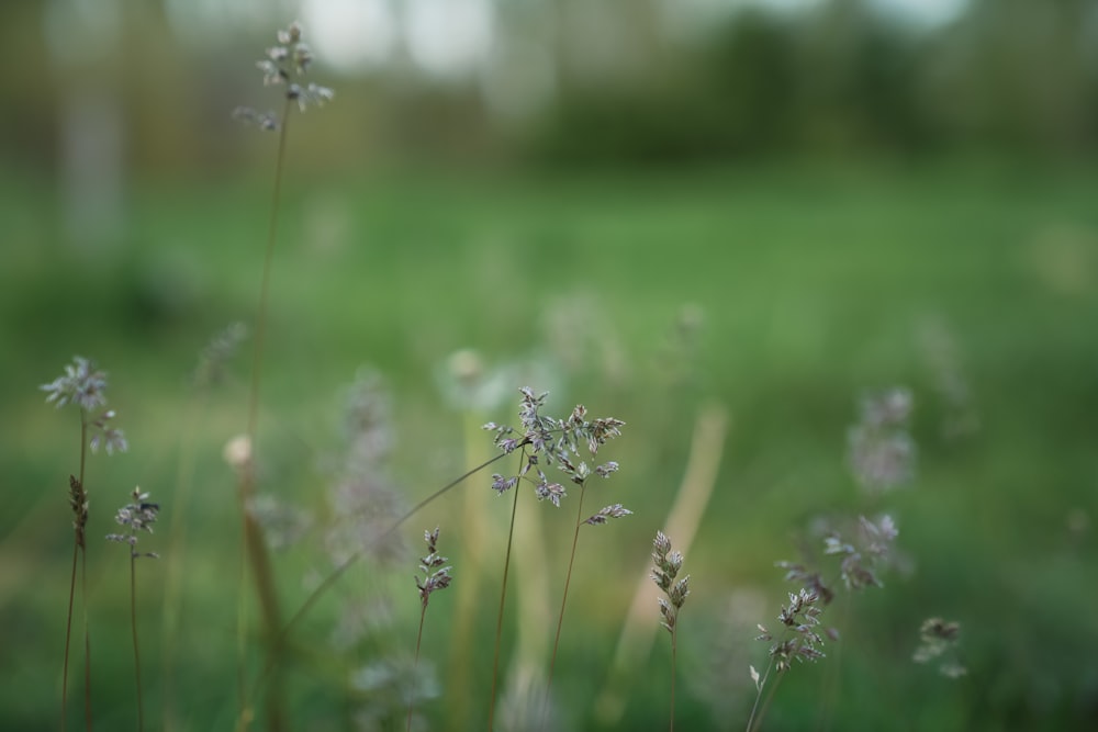 a blurry photo of a field of grass