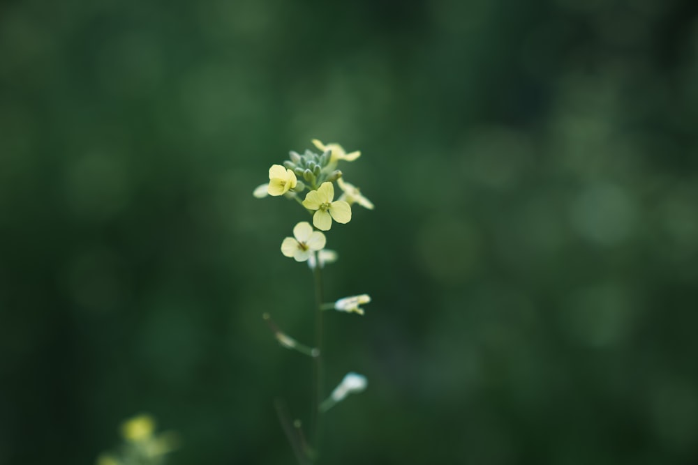 a close up of a small yellow flower