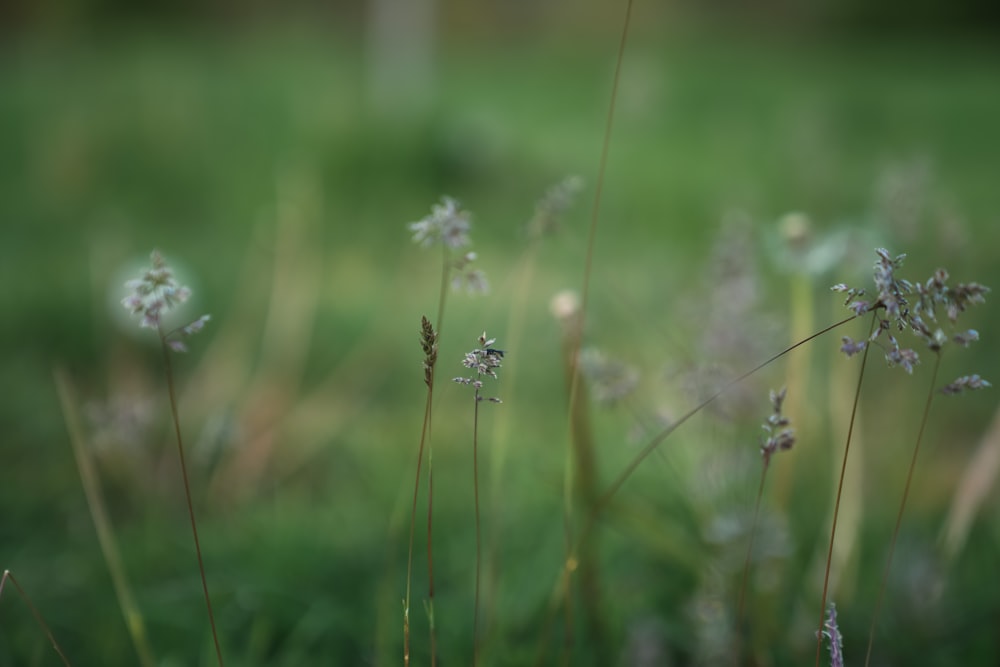 a bunch of flowers that are in the grass