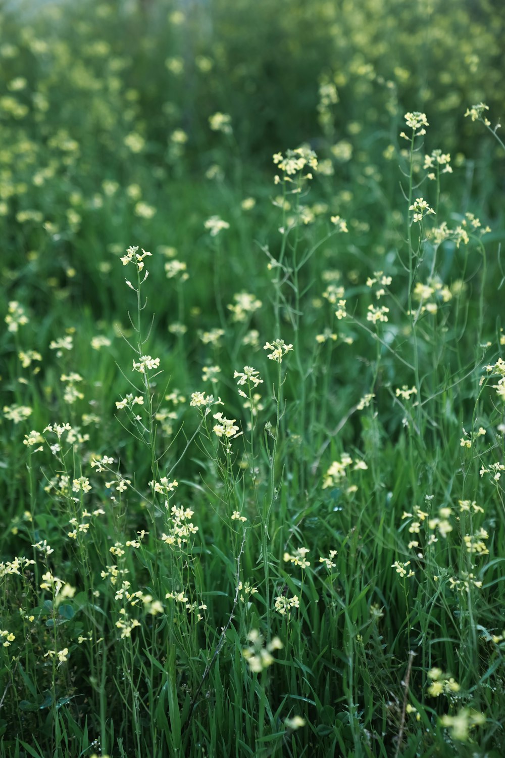 a field full of tall green grass covered in lots of flowers